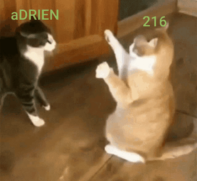 216 Adrien GIF - 216 Adrien Cat GIFs