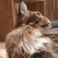 a close up of a fluffy cat laying on a bed looking at the camera .