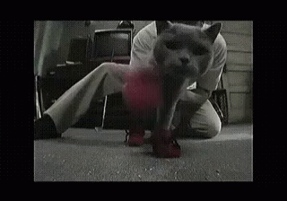 Kitty Charley Always Sunny  GIF - Kittens One Size Fits All Kitten Mittens GIFs