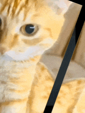 a close up of a cat 's face with a black border