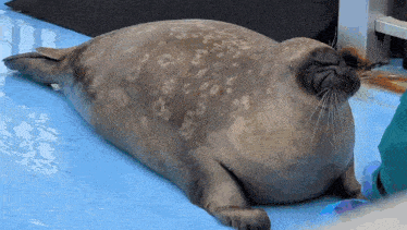 a seal is laying on its back on a blue surface
