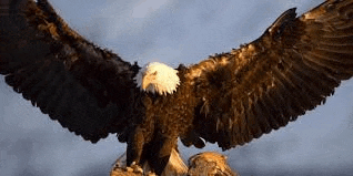 a bald eagle is perched on top of a tree stump with its wings spread .