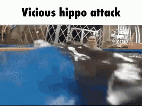 Vicious Hippo GIF - Vicious Hippo Attack GIFs