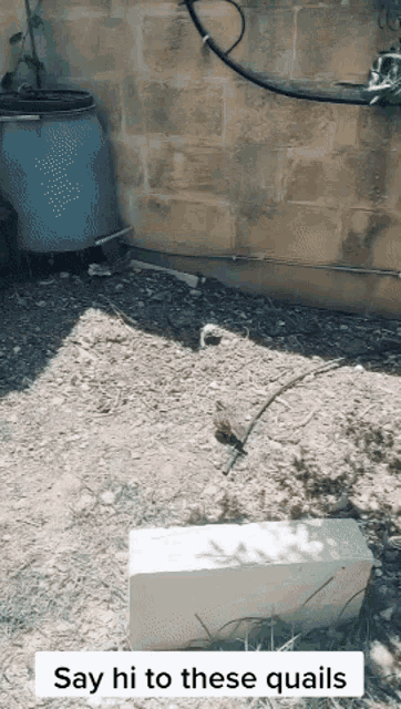 a brick in the dirt with the words " say hi to these quails " on the bottom
