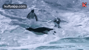 two penguins are swimming in the ocean .