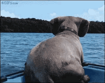 a dog is sitting in a boat looking out over a lake