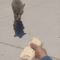 a close up of a person feeding a coyote a tortilla