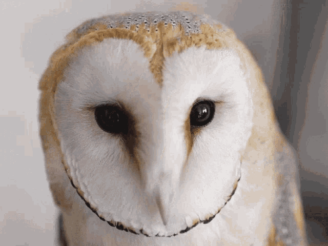 Owl Cute GIF - Owl Cute Bird GIFs