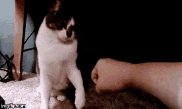 a cat standing next to a person 's arm with imgflip.com written on the bottom
