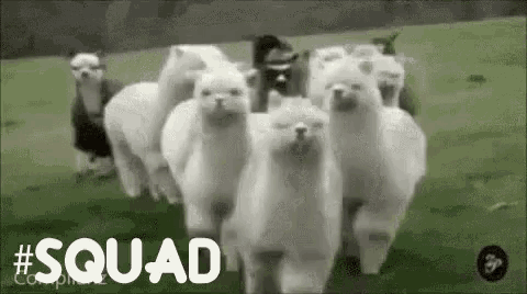 Squad Llama GIF - Squad Llama Gang GIFs