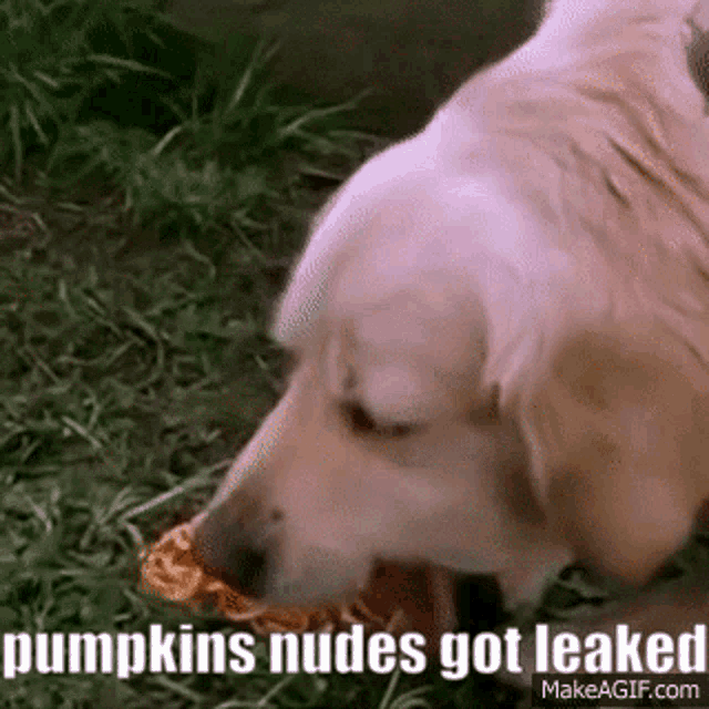 a dog eating a pumpkin with the words pumpkins nudes got leaked