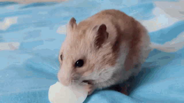 a hamster is drinking milk from a bottle on a blue blanket