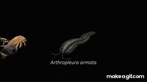 a black background with a shark and a scorpion and the words " gyrocanthus formosus "