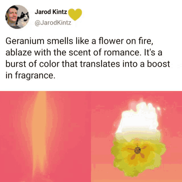 a tweet by jarod kintz about geranium smelling like a flower on fire