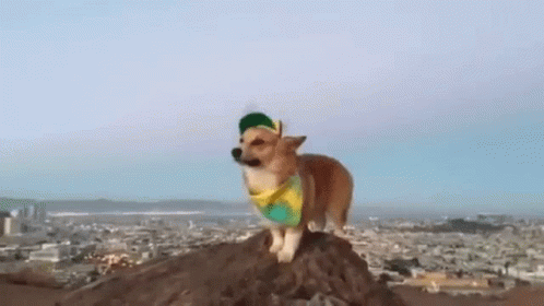 New Funny GIF - New Funny Animals GIFs
