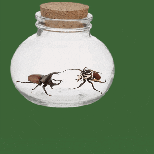 two beetles in a glass jar with the words fly my scarab below