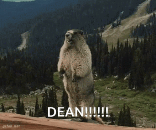 Dean Marmot GIF - Dean Marmot GIFs