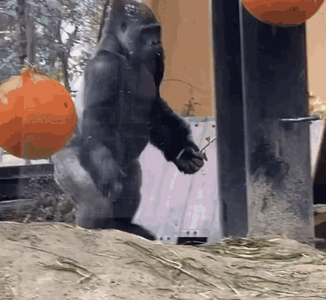 Gorilla Walk GIF - Gorilla Walk GIFs