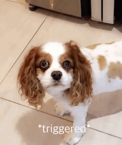 Dog Triggered GIF - Dog Triggered Nervous GIFs