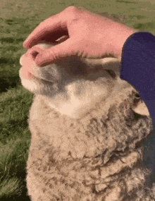 a person is petting a sheep 's head in a field