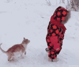 a little girl is walking in the snow next to a cat .