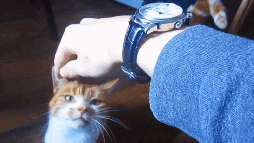 a person wearing a watch petting a cat
