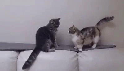 Cat Fight GIF - Cat Fight Stop GIFs