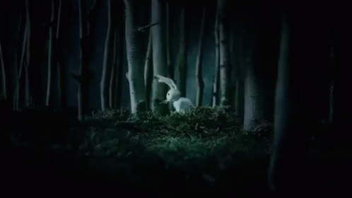 Bunny GIF - Nature Bunny Rabbit GIFs