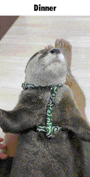 an otter wearing a green harness and collar is looking up at the word dinner