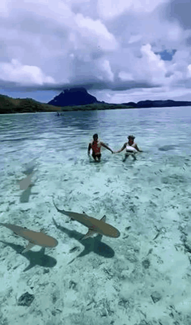 two people are swimming in the ocean with sharks .