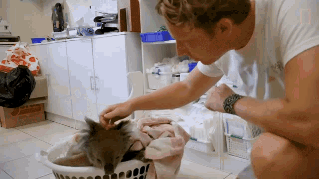 a man is petting a koala in a laundry basket while wearing a watch