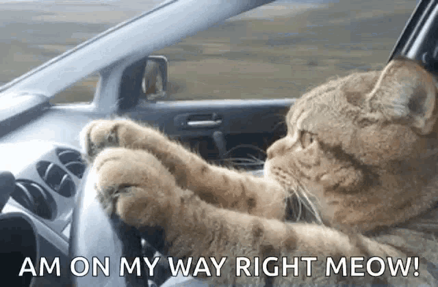 a cat driving a car with the words am on my way right meow