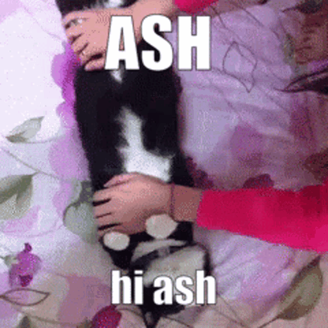 a picture of a person petting a cat that says ash hi ash on it