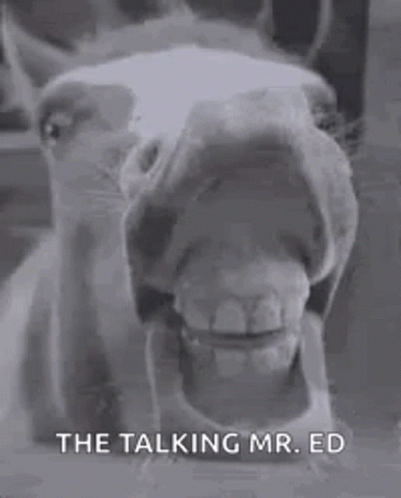 Horse Teeth GIF - Horse Teeth Talking Mr Ed GIFs