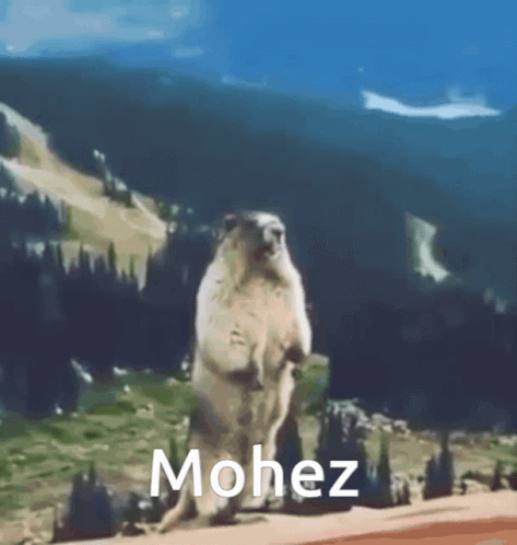 Mohez Mohezmod GIF - Mohez Mohezmod Squirrel GIFs