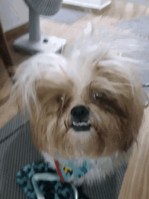 a small brown and white dog wearing a blue collar with stars