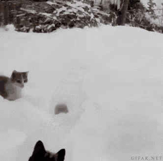 two cats are playing in the snow and one is black and white