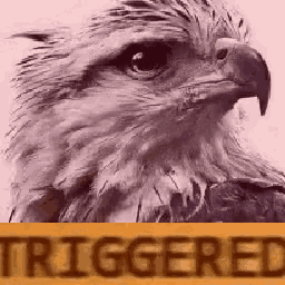 a close up of an eagle 's head with a yellow sign that says triggered .