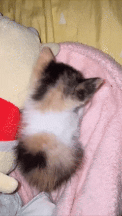 a calico cat laying on a pink blanket