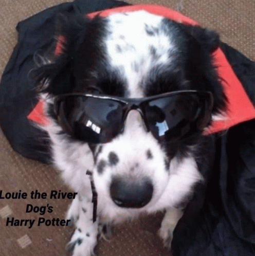 Louie The River Dog GIF - Louie The River Dog GIFs