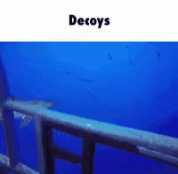 Decoy Sneaky GIF - Decoy Sneaky Shark GIFs