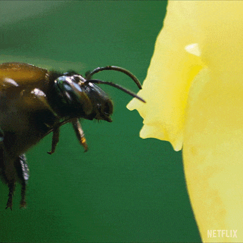 Collecting Orchid Oil Orchid Bee GIF - Collecting Orchid Oil Orchid Bee Our Living World GIFs