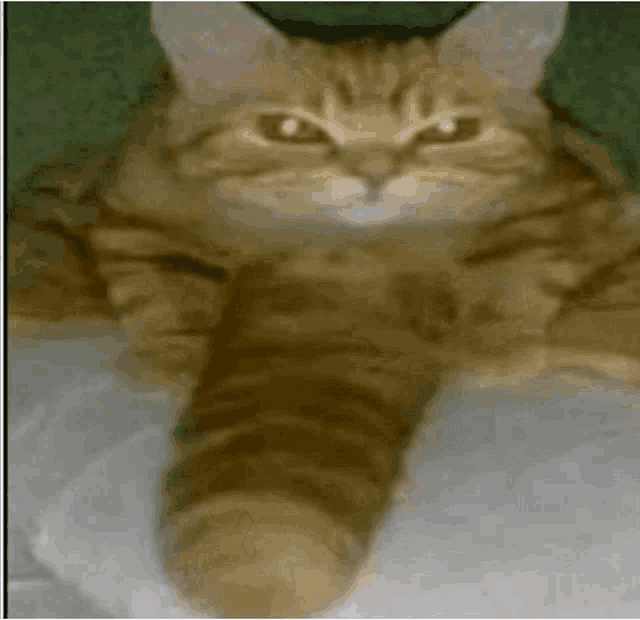 a close up of a cat with a long tail laying on a bed