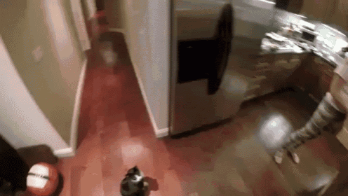 a cat is walking down a hallway in a kitchen next to a refrigerator and a basketball .