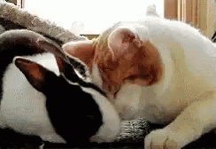 Bunny Cate GIF - Bunny Cate Cuddling GIFs