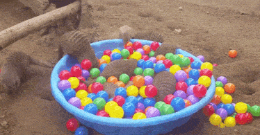 Mongoose Pool GIF - Mongoose Pool Ball Pit GIFs
