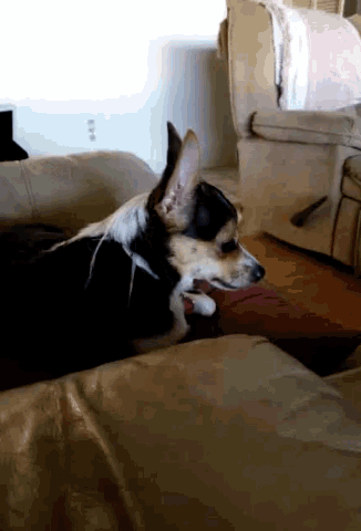 a dog laying on a couch with its head on a red pillow