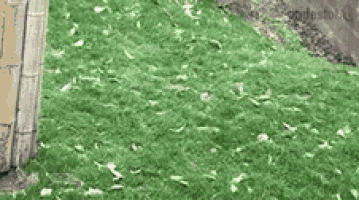 a red and black pokemon ball is sitting on a lush green field .