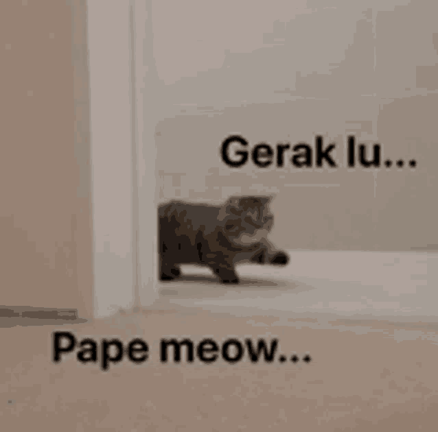 a cat standing in a doorway with the words gerak lu pape meow
