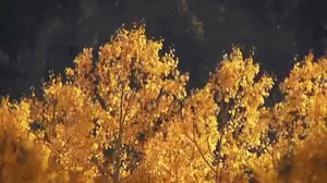 Aspen Trees GIF - Aspen Trees Wind GIFs